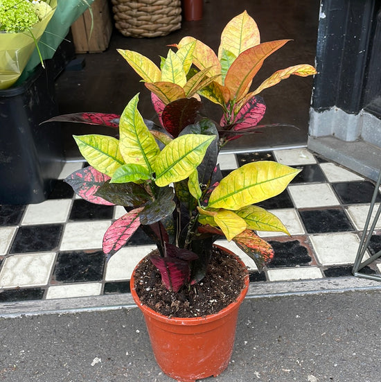 A Codiaeum Mrs Iceton plant also known as a Joseph’s Coat in front of Urban Tropicana&