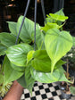 Philodendron Scandens (15cm hanging pot)