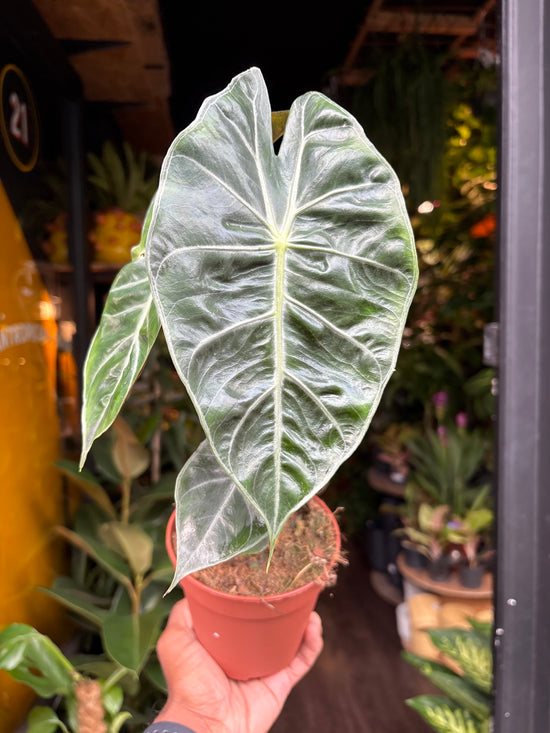 Alocasia Pink Dragon | 12cm pot