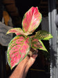 Aglaonema Pinky Promise | 9cm ceramic pot