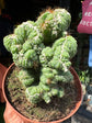 Cereus peruvianus Monstrosus | 13cm pot