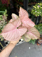 A Syngonium Red Heart plant also known as a Syngonium Neon Robusta in front of Urban Tropicana&