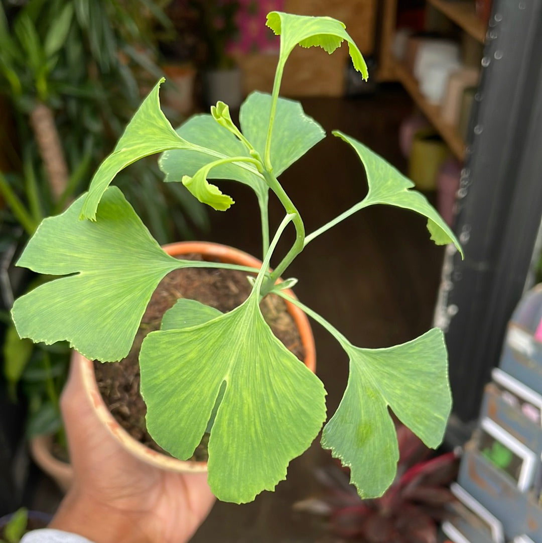 A Ginkgo Biloba plant also known as a Maidenhair tree in front of Urban Tropicana&