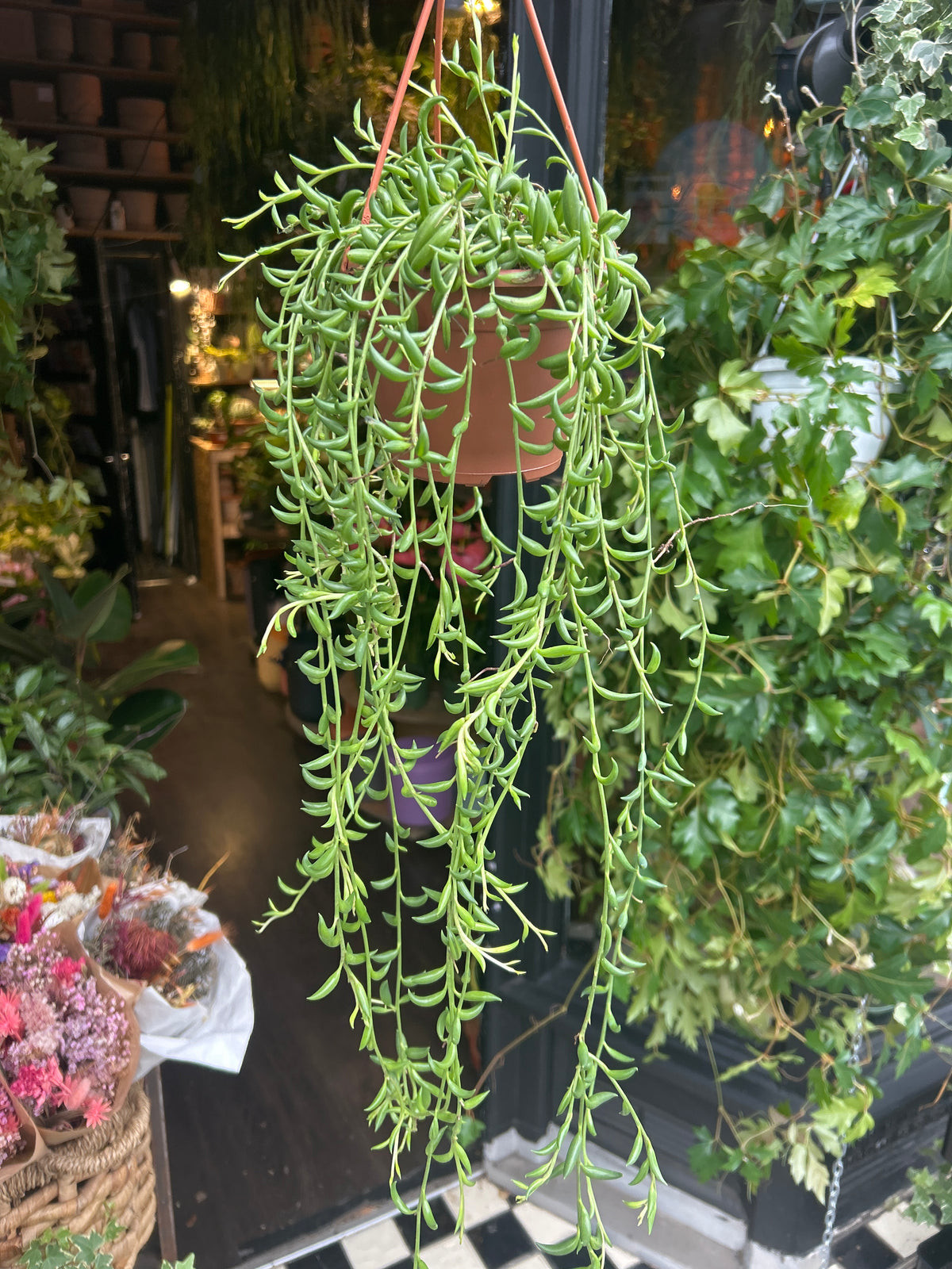 Senecio Radicans | String of Bananas | 12cm Hanging pot