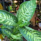 A Dieffenbachia Reeva plant also known as a Dumb Cane plant in front of Urban Tropicana&