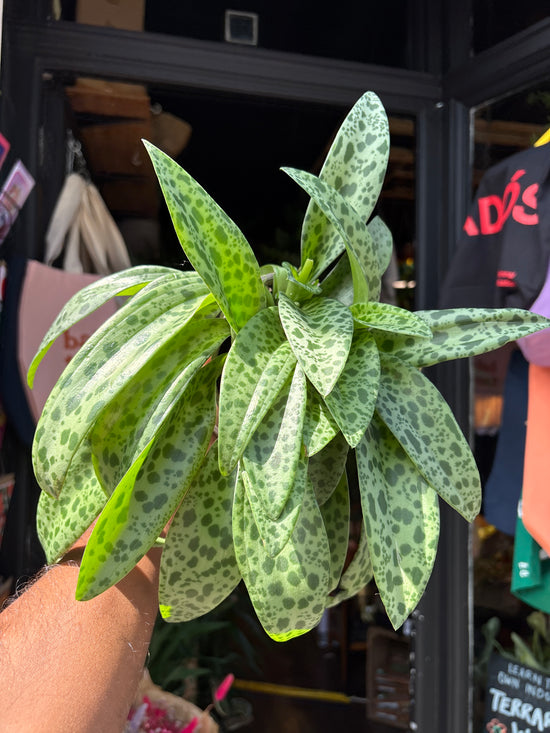 Drimiopsis kirkii | 12cm pot