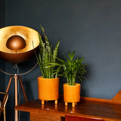 Pisa Premium Glaze Ceramic Indoor Plant Pot | Mustard | 16cm