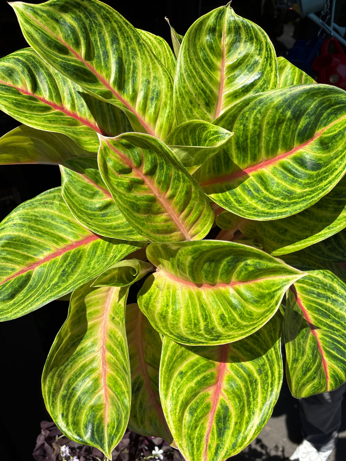 Aglaonema Rose Parakeet | 19cm pot