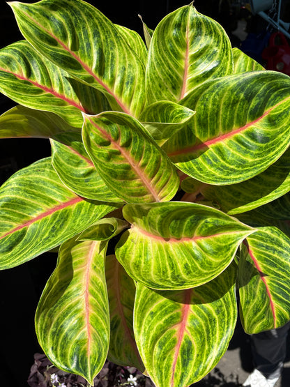 Aglaonema Rose Parakeet | 19cm pot