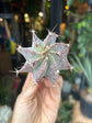 Astrophytum hybrid | 6cm pot