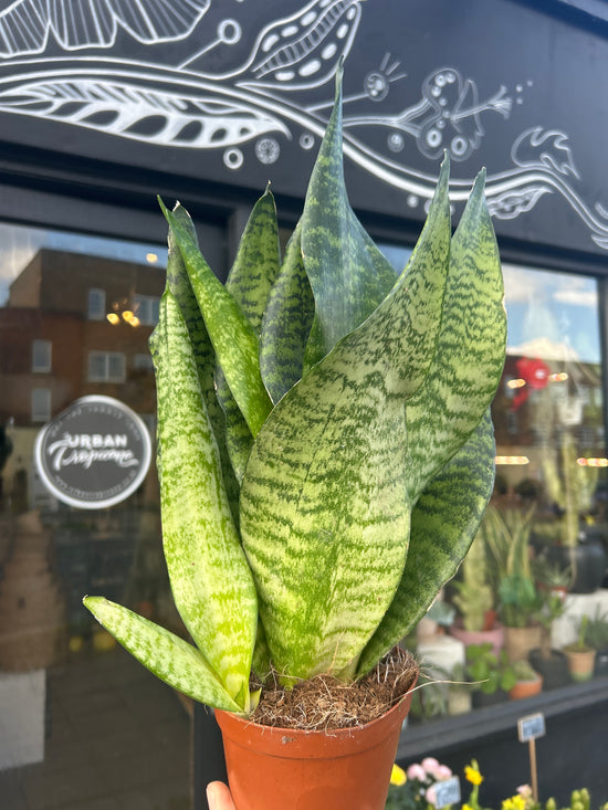 Sansevieria Zeylanica | 12cm pot