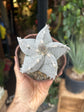 Astrophytum hybrid | 12cm pot