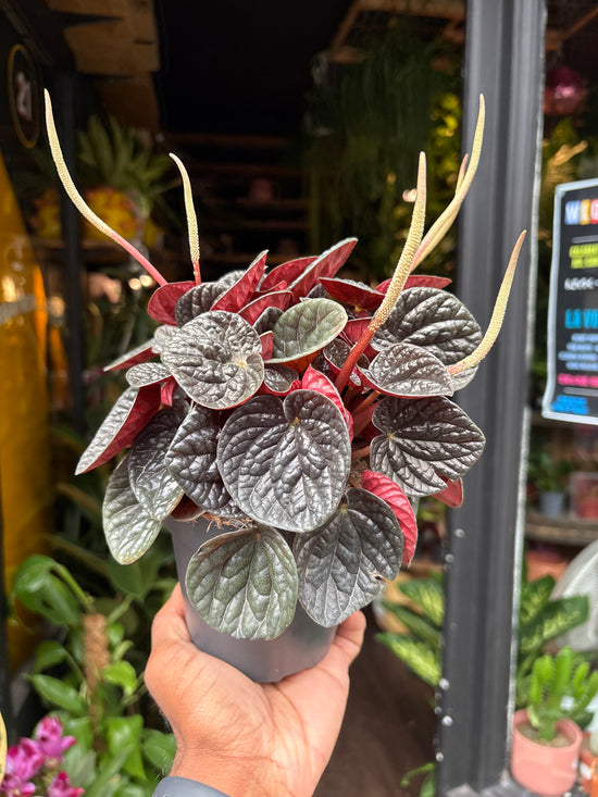 Peperomia Chocolate | 12cm pot