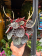 Peperomia Chocolate | 12cm pot