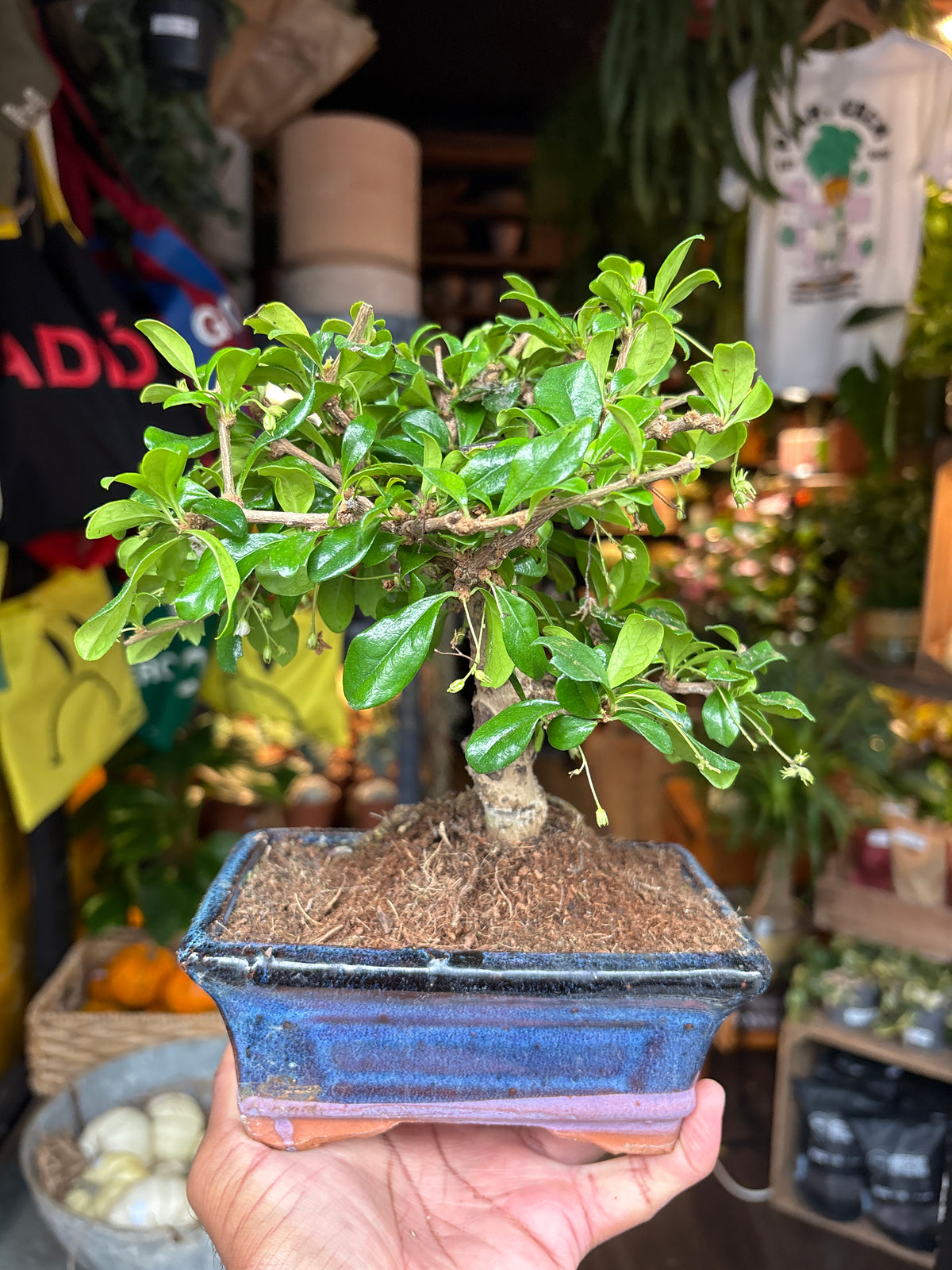 Bonsai Carmona | 15cm blue ceramic pot