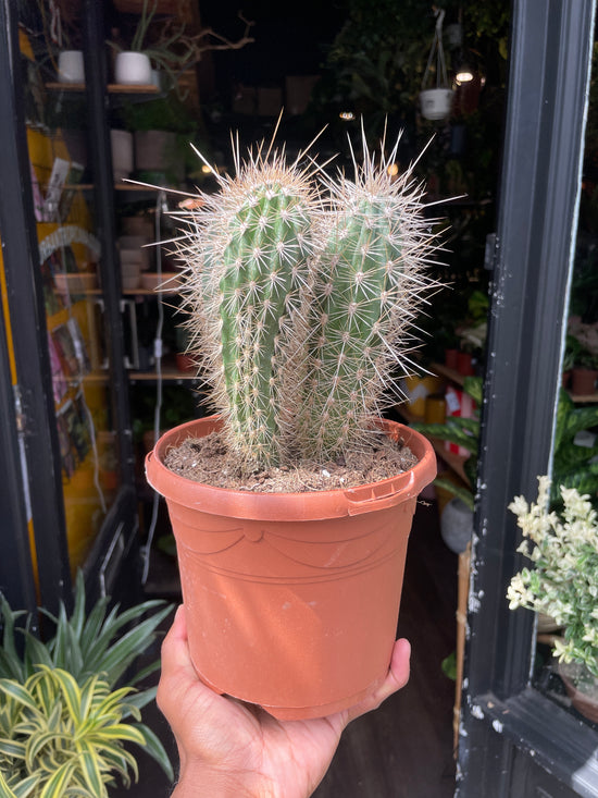 A Pachycereus Pringlei plant also known as a Cardon Cactus in front of Urban Tropicana&