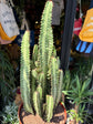 Euphorbia Trigona Green | 21cm pot