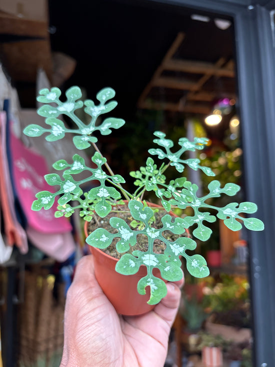 Adenia Perrieri | 8cm pot