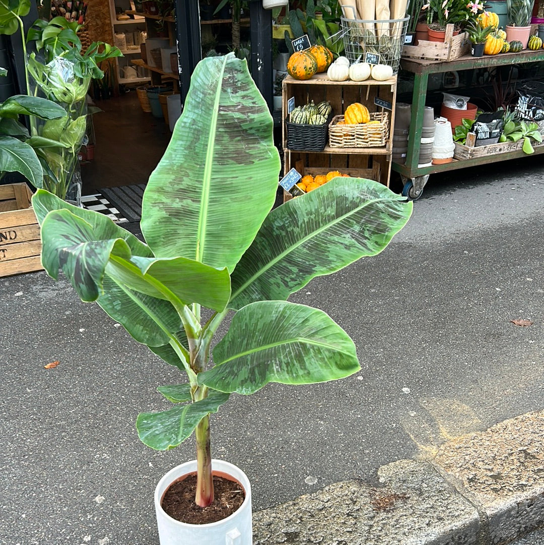 A Musa Dwarf Cavendish plant, also known as a Banana Plant, in front of Urban Tropicana&