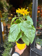 Sunflower | 12cm pot