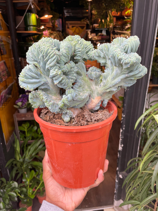 A Myrtillocactus Geometrizans Cristata plant also known as a Crested Blue Myrtle Cactus in front of Urban Tropicana&