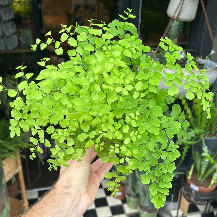 A Adiantum Raddianum Fragans plant also known as a Maidenhair Fern in front of Urban Tropicana&