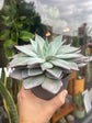 Echeveria Desmetiana | 13cm pot