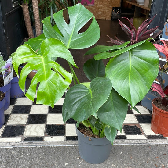 A Monstera Deliciosa plant, also know as a Swiss Cheese plant, in front of Urban Tropicana&