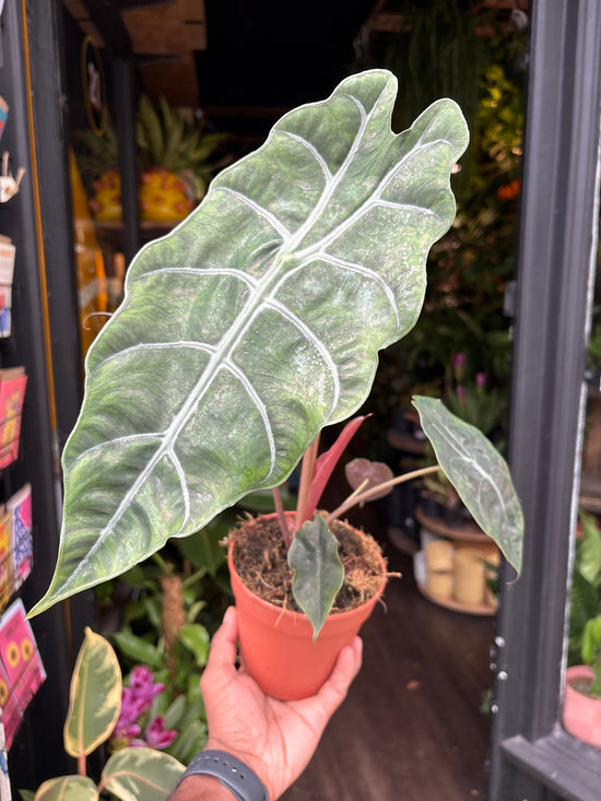Alocasia Chantrieri | 12cm pot