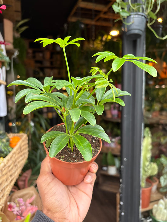 Schefflera Arboricola Luseana | 9cm pot