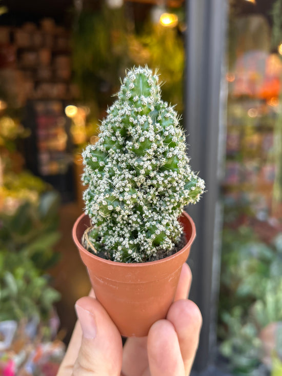 Cereus Peruvianus Florida | 5.5cm pot