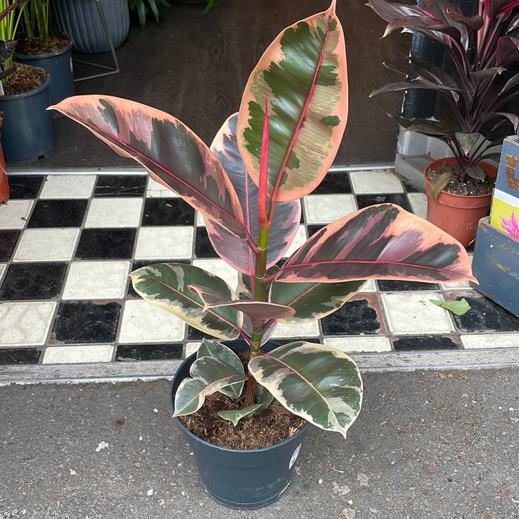 A Ficus Belize plant also known as a rubber plant in front of Urban Tropicana&
