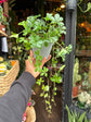 Cissus Striata | 12cm pot