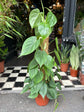 Philodendron Scandens Mosspole