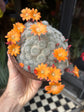 Rebutia ‘Orange Ice’ | 15cm pot
