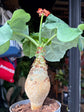 Jatropha Podagrica | 13cm pot