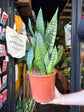 Sansevieria trifasciata &