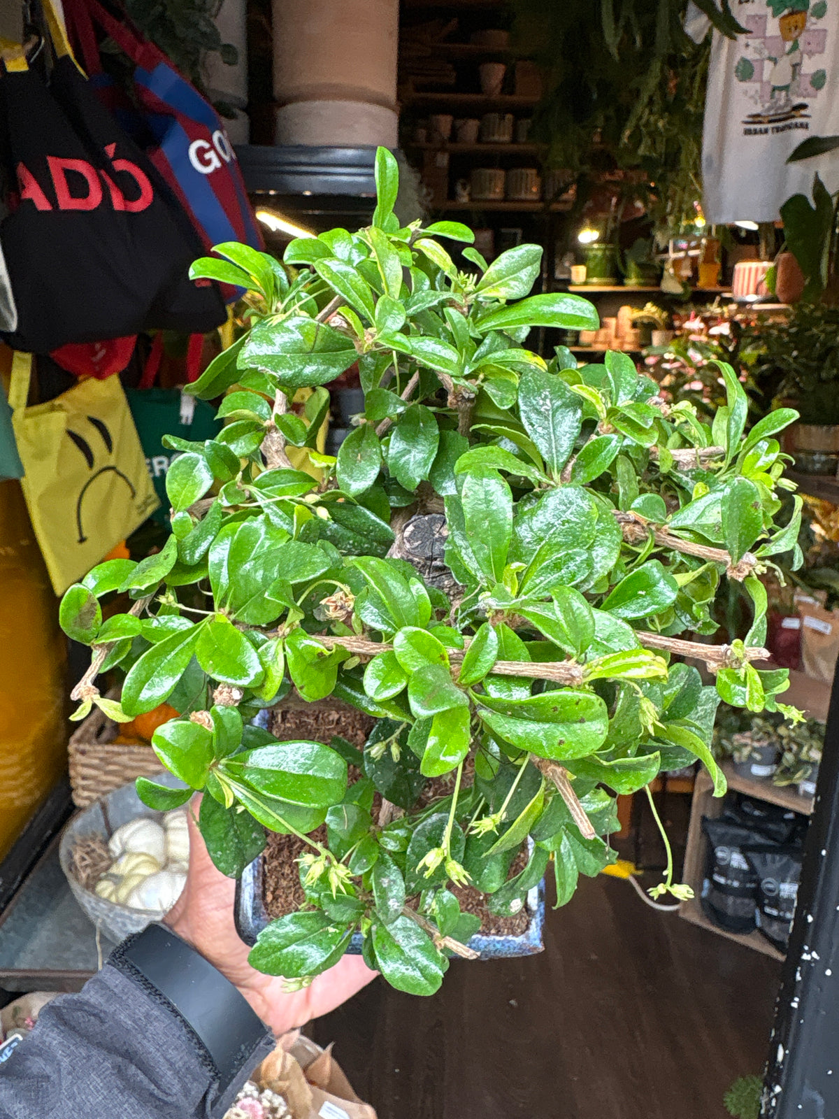 Bonsai Carmona | 15cm blue ceramic pot