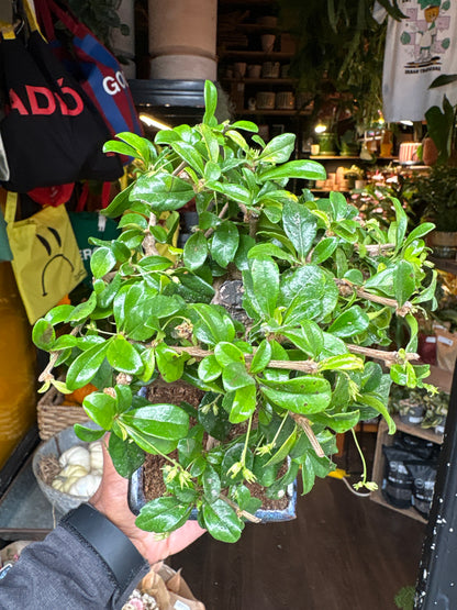Bonsai Carmona | 15cm blue ceramic pot