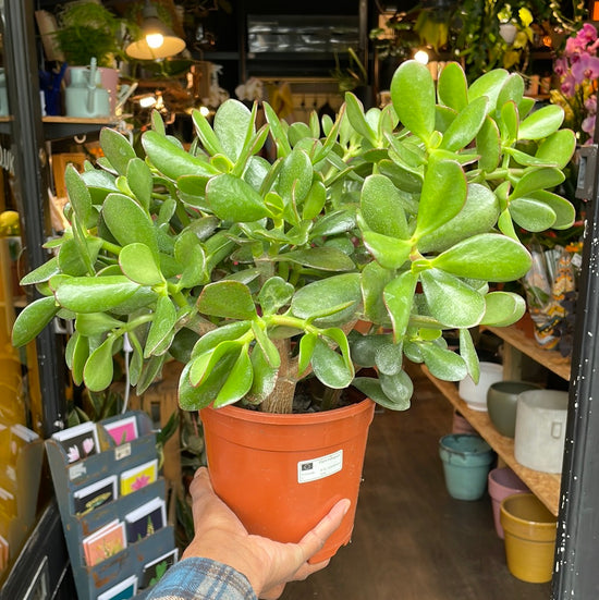 A Crassula Ovata plant also known as a Jade plant in front of Urban Tropicana&
