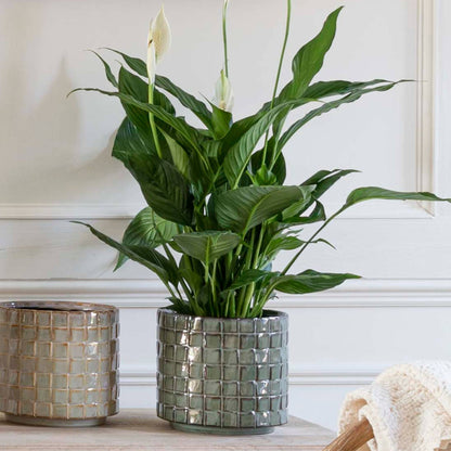 Tarah Textured Glaze Ceramic Indoor Planter | Sage Green