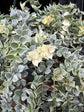 Dischidia ruscifolia variegata | 14cm hanging pot