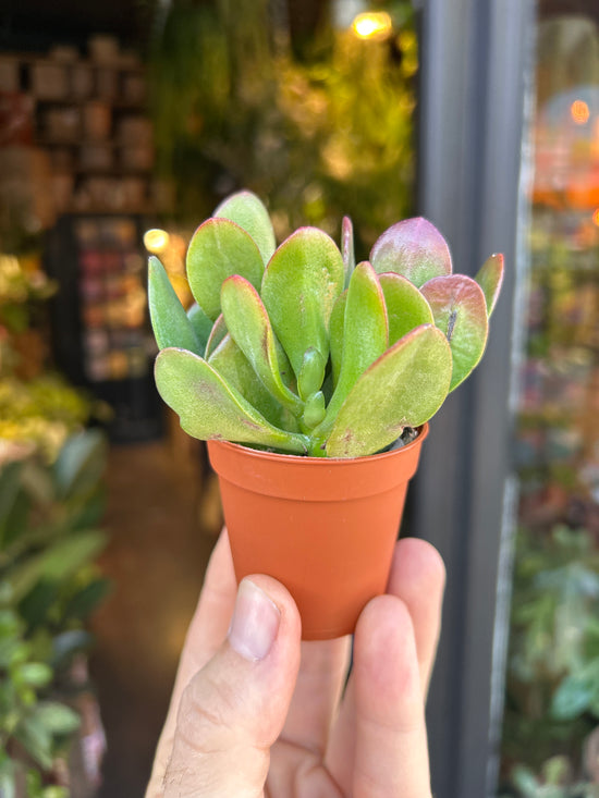 Crassula Ovata | 5.5cm pot