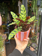 Calathea Lancifolia | 12cm pot