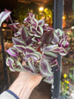 Tradescantia Fluminensis | 12cm pot