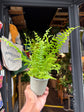 Nephrolepis exaltata &