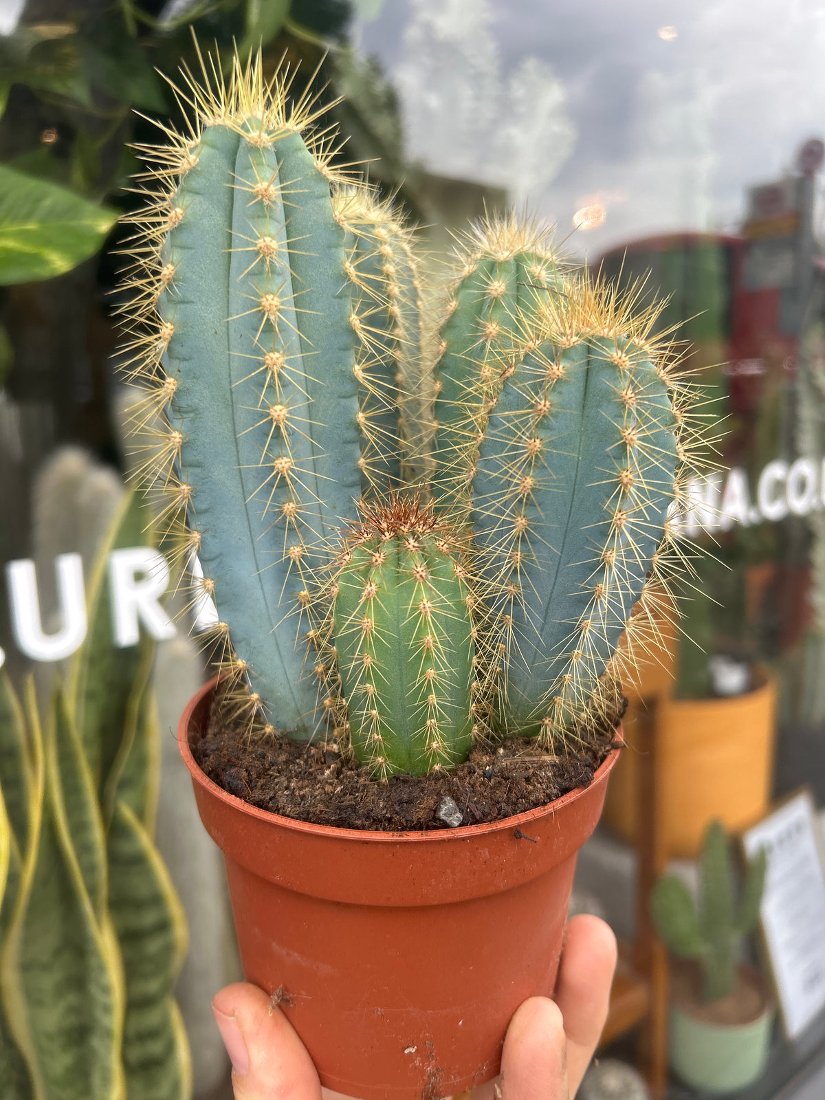 Pilosocereus Pachycladus | 10cm pot