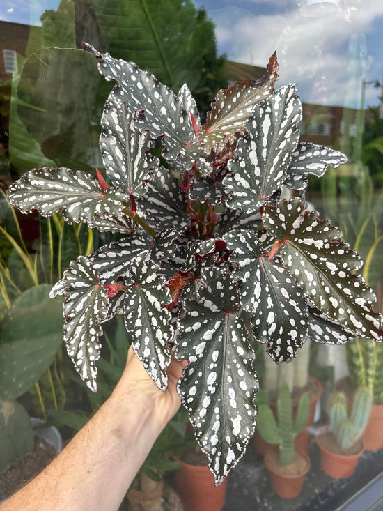 Begonia Maculata Spotlight Dark | 14cm pot