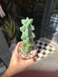 Myrtillocactus geometrizans &