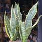 A Sansevieria Futura Superba plant also known as a Snake Plant or Mother in Laws tongue in front of Urban Tropicana&